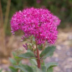 5023242332512 1 Sedum Carl.jpg